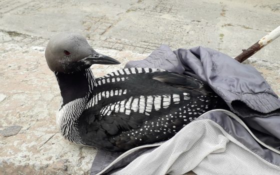 Одесситы спасли редкую птицу, отпустив ее в море на 16-й Фонтана 📷 «фото»