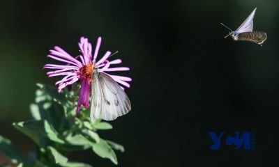 Четверг в Одессе будет теплый «фото»