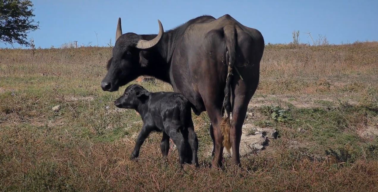 В экопарке Одесской области у семьи индийских буйволов появился малыш (видео) «фото»
