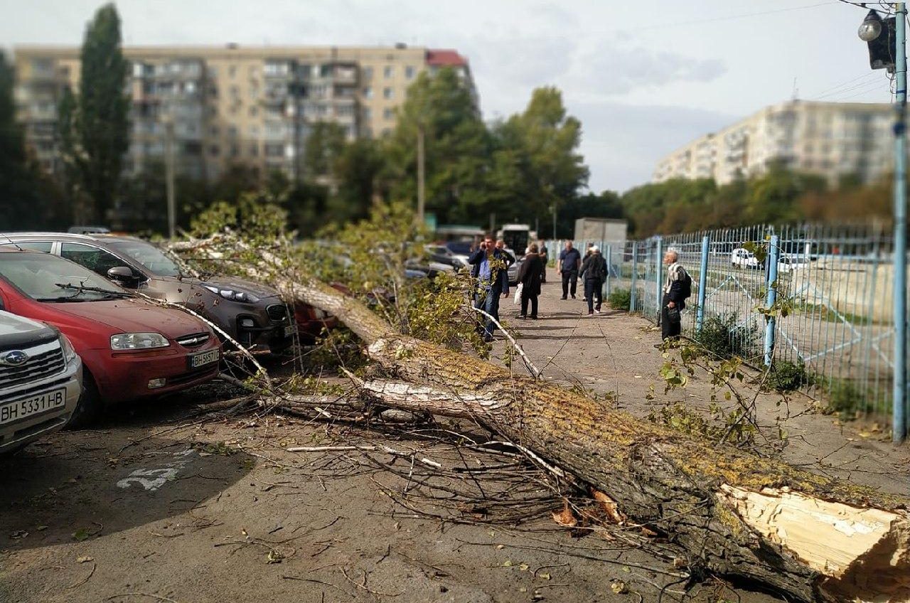 Большая ветка повредила 7 машин на парковке на поселке Котовского «фото»
