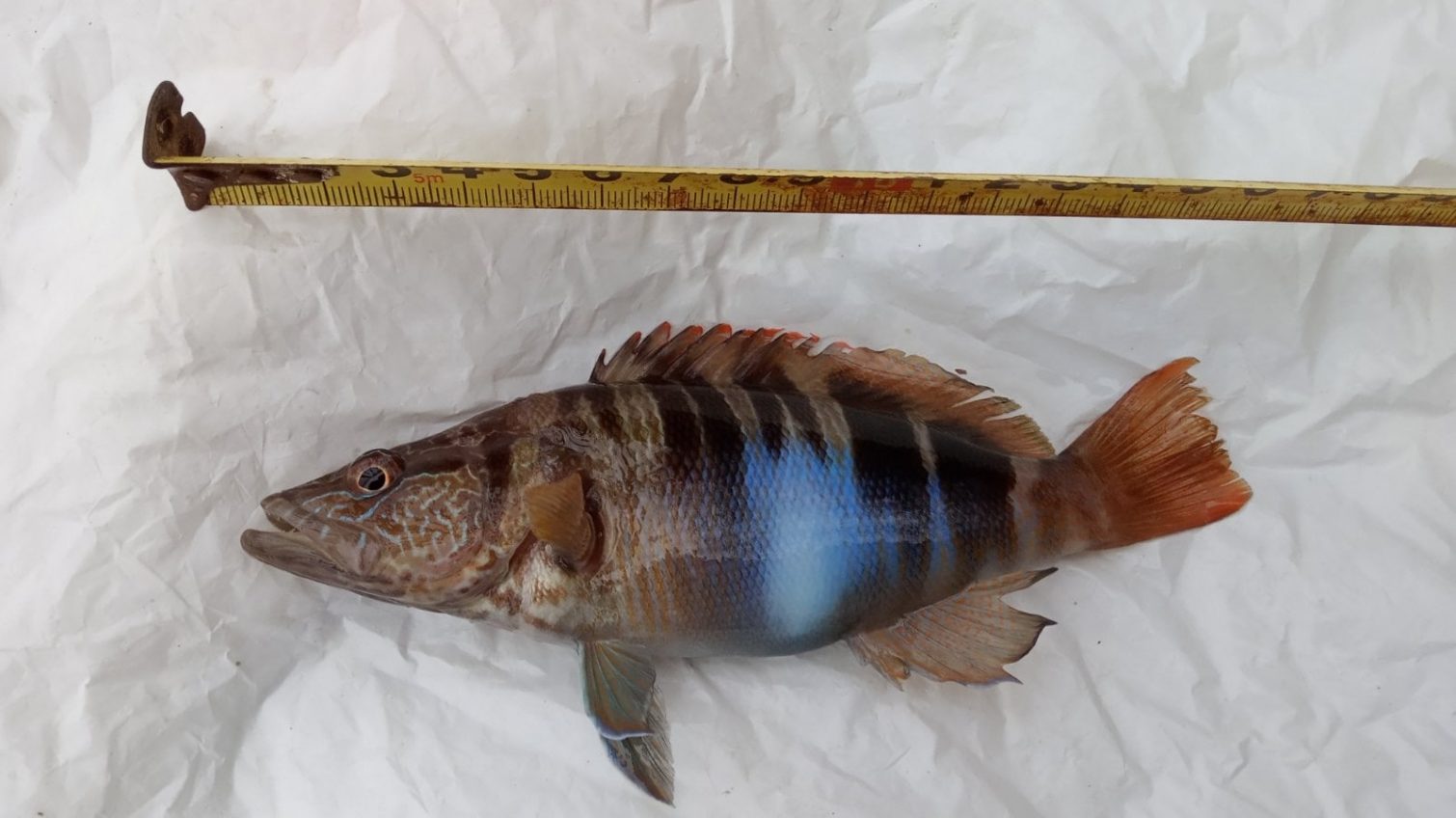 В Одесском заливе выловили редкую рыбу-гермафродита (фото) «фото»