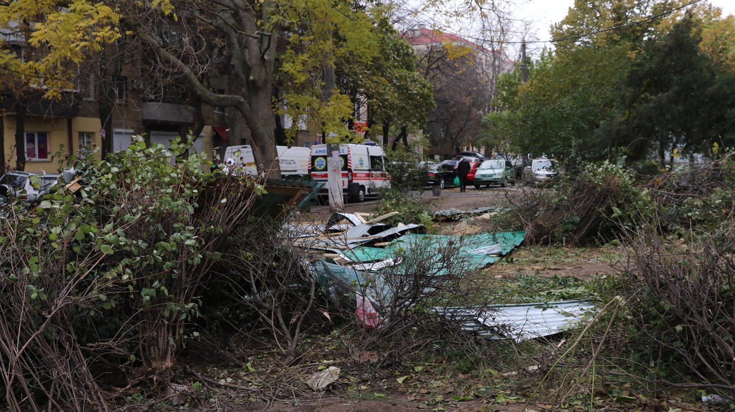Спиливших деревья на Академической оштрафовали (фото) «фото»