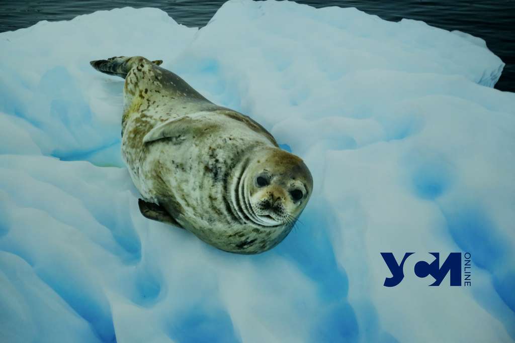 «На край Земли»: в одесском музее открылась выставка фотографа, побывавшего в Антарктиде (фото) «фото»