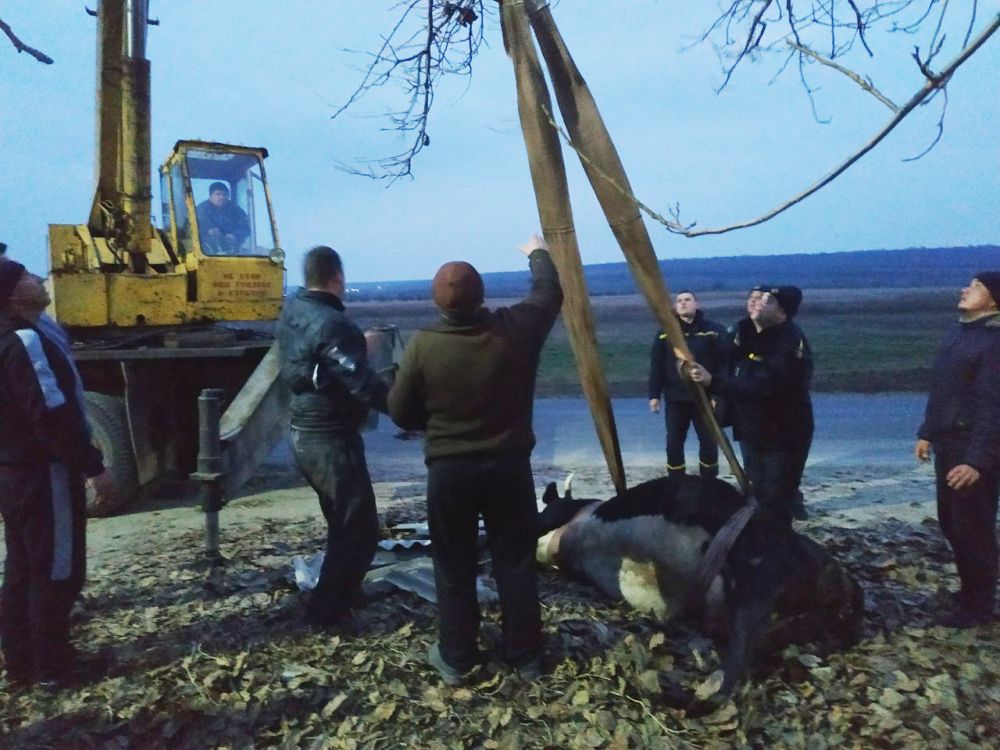 В Одесской области спасатели вытащили корову из 3-метровой ямы (фото) «фото»