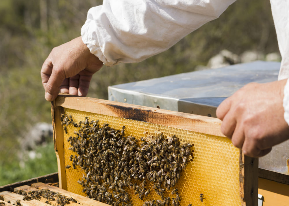 Климат и коронавирус: пчеловоды в кризисе, а одесский мед – в дефиците «фото»