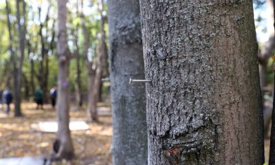 В лесопарке «Аэропортовский» повредили полсотни деревьев (фото) «фото»