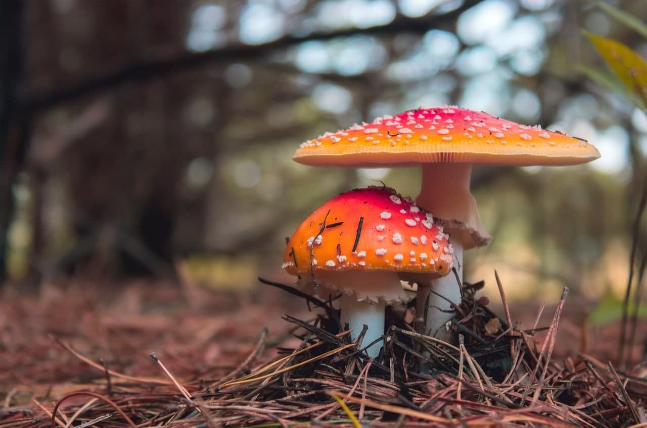 Лечился мухоморами: в Одесской области снова травятся грибами «фото»