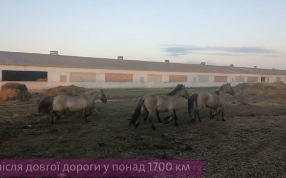 Почти первобытные: в Одесской области поселят 40 диких коней (видео) «фото»