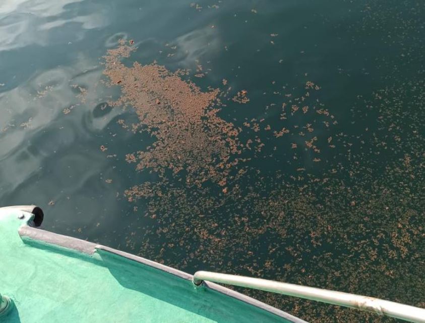 В Черноморске полицейские расследуют загрязнение моря нефтепродуктами (фото) «фото»