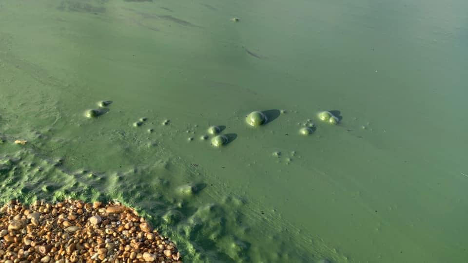 Хаджибейский лиман позеленел: экоинспекция выясняет причины загрязнения (фото, видео) «фото»