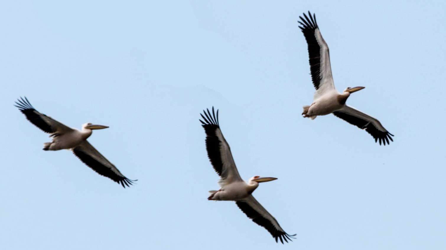 В Тузловской Амазонии заметили трех розовых пеликанов (фото) «фото»