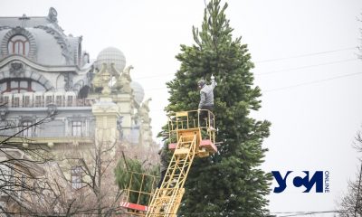 На Дерибасовской устанавливают новогоднюю елку (фото) «фото»