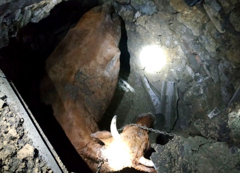 В Березовском районе спасатели достали корову из канализационной ямы (фото) «фото»