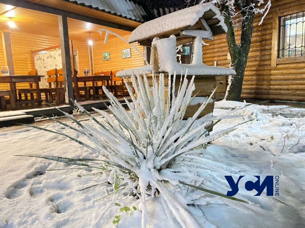 Цветы в снегу: в Одесскую область пришла зима (фото, видео) «фото»