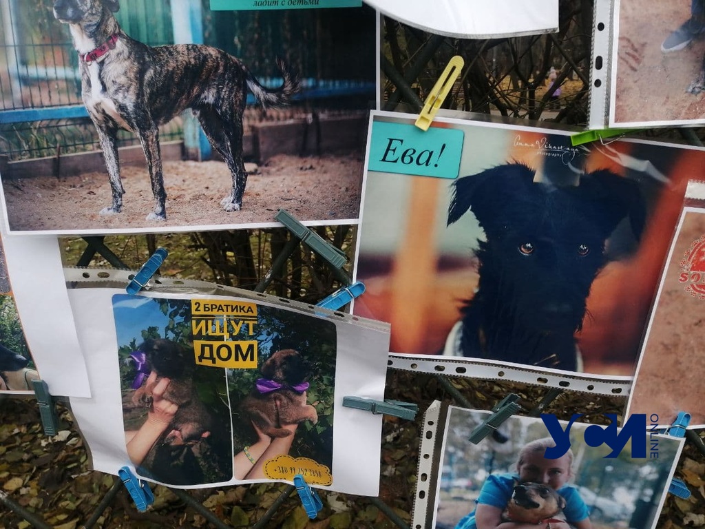 В Одессе зоозащитники продают пряники ради  уличных животных «фото»