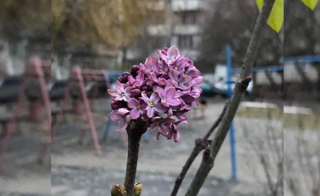 Сирень зимой фото