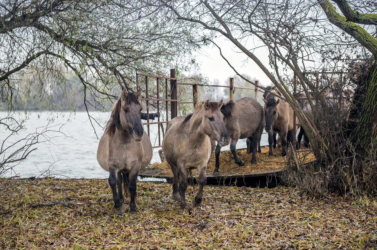 Табун диких лошадей выпустили на волю в дельте Дуная (фото, видео) «фото»