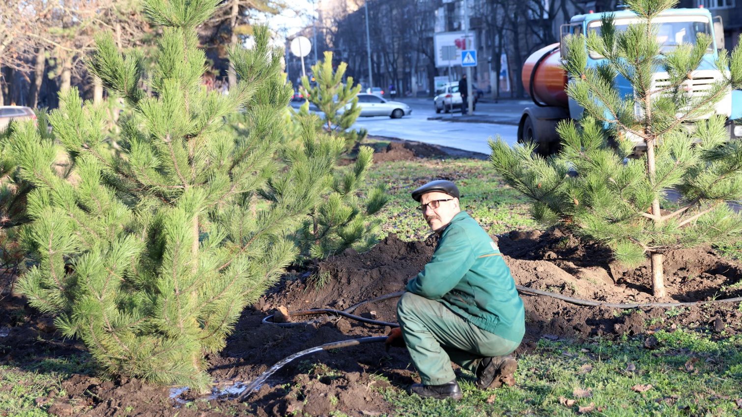 В Одессе посадили к Рождеству 400 сосен (фото) «фото»