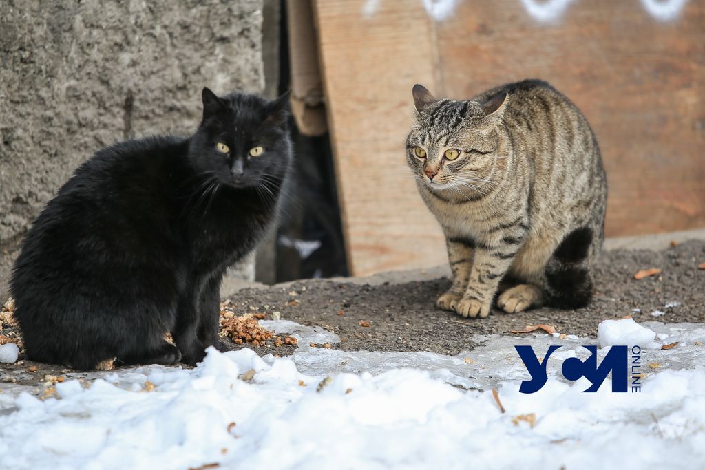 Холод в Одессе: как коты и люди проводят время на улицах (фото) «фото»