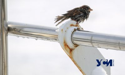 В понедельник одесситов ждет сильный ветер, дождь и гололедица «фото»