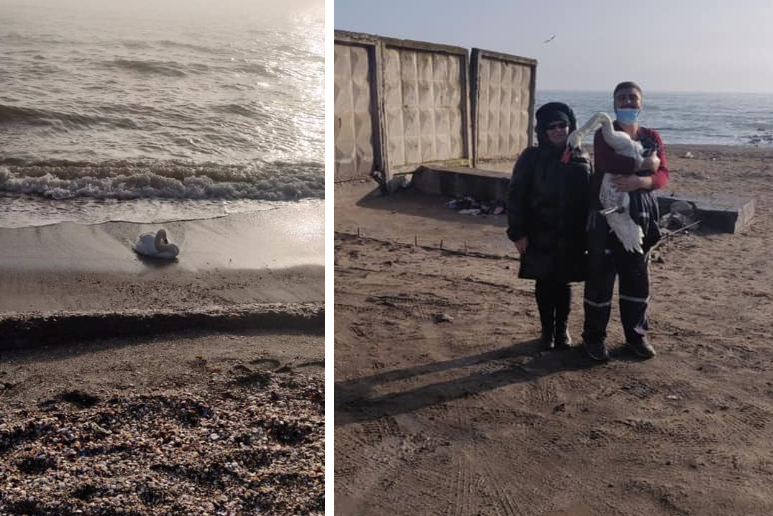 На пляже Суворовского района водолазы спасли лебедя и передали в зоопарк (фото) «фото»