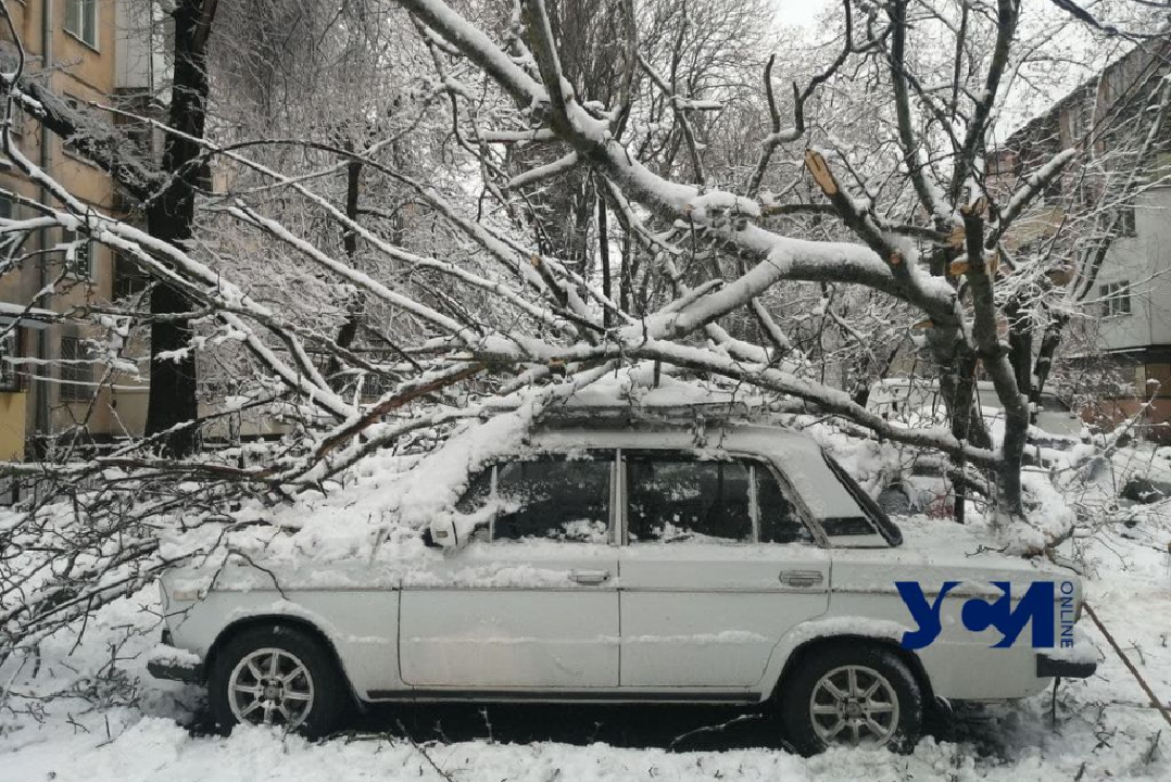 Деревопад в Одессе: уже упали 59 деревьев (фото) «фото»