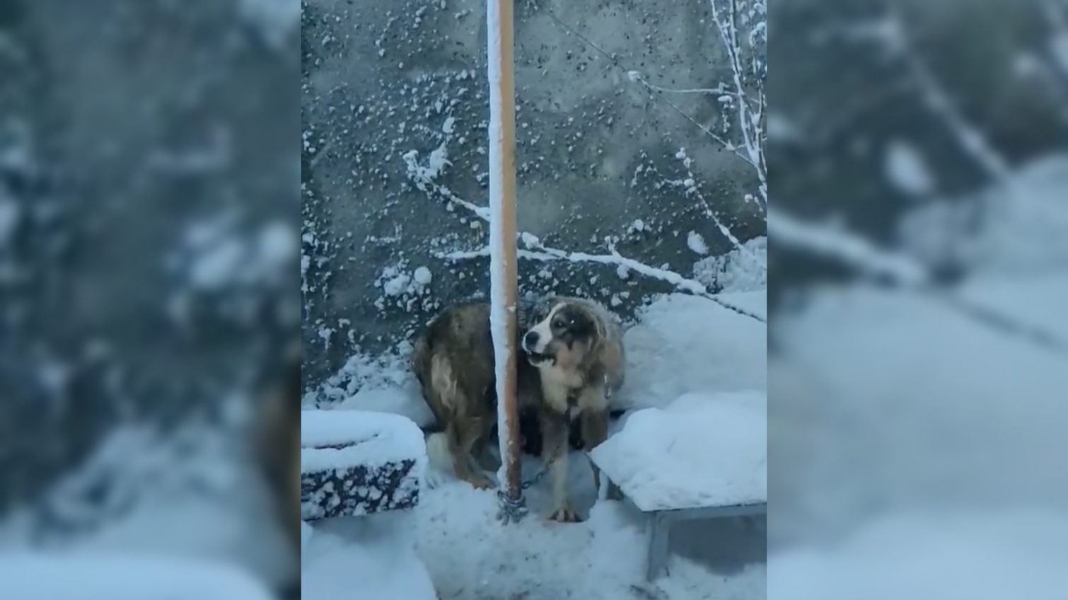 Без еды и на холоде: под Одессой зоозащитники отобрали у хозяина алабая(видео) «фото»