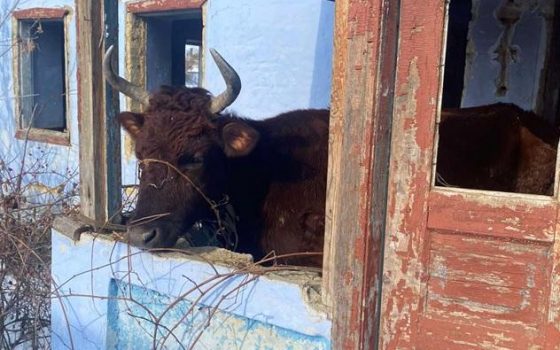 Полиция занялась скотоводом из Одесской области: он морил голодом коров (фото) usionline.com Полиция занялась скотоводом из Одесской области: он морил голодом коров (фото) «фото»