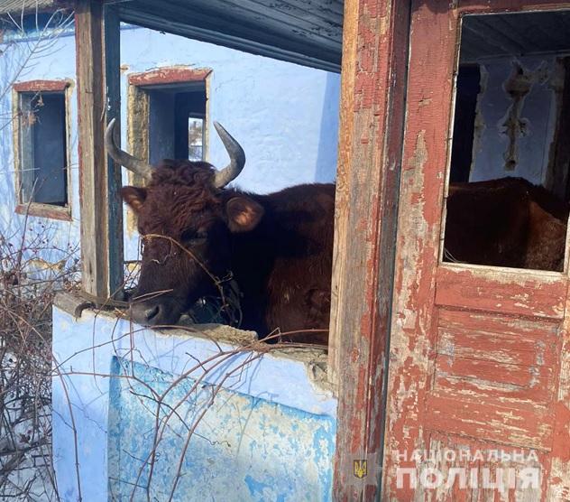 Полиция занялась скотоводом из Одесской области: он морил голодом коров (фото) «фото»