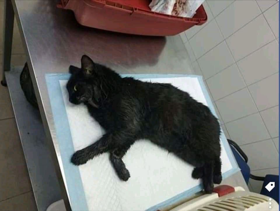 В Одессе спасают кошку, которая пострадала из-за петарды «фото»