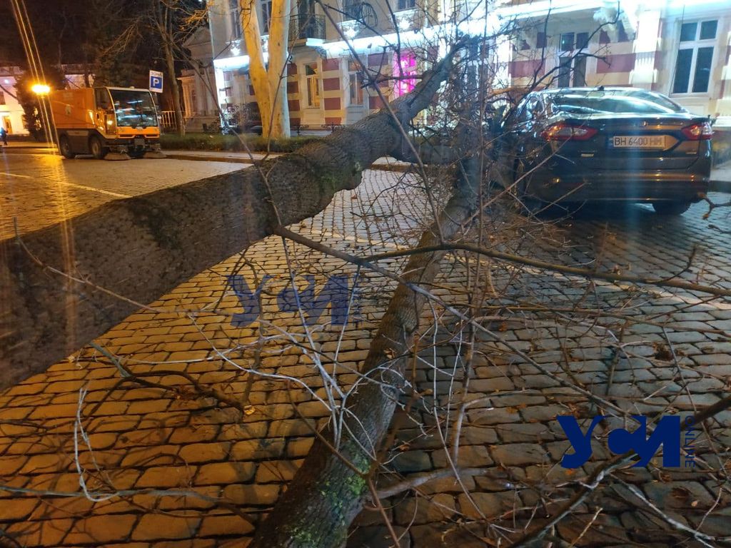 В центре Одессы дерево рухнуло прямо на автомобили (фото, видео) «фото»