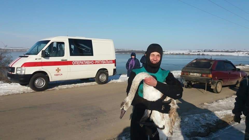 Под Одессой на замерзшем водоеме спасли лебедя (фото) «фото»