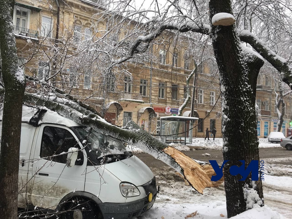 На Льва Толстого дерево упало на машины и оборвало провода (фото, видео) «фото»