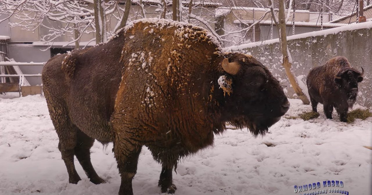 Зимняя сказка в зоопарке Одессы: как живут животные без посетителей (видео) «фото»
