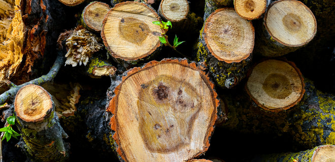 Одесситы теперь могут по телефону проверять законность вырубки деревьев в городе «фото»