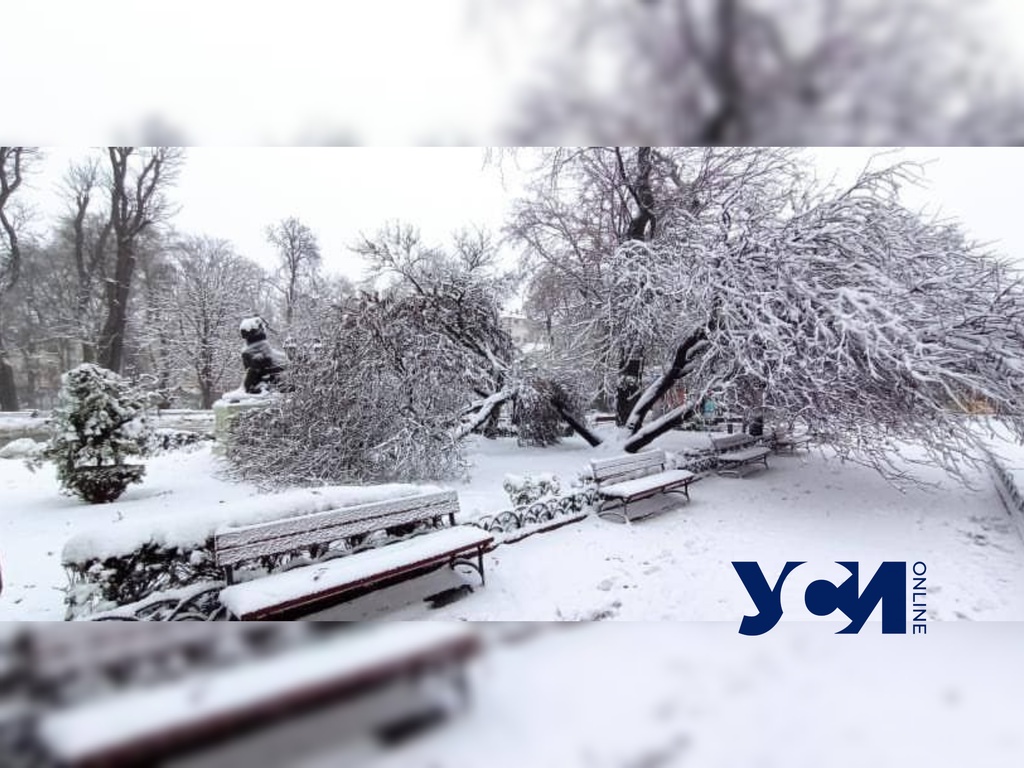 Знаменитое иудино дерево в Горсаду не выдержало снегопада (фото) «фото»