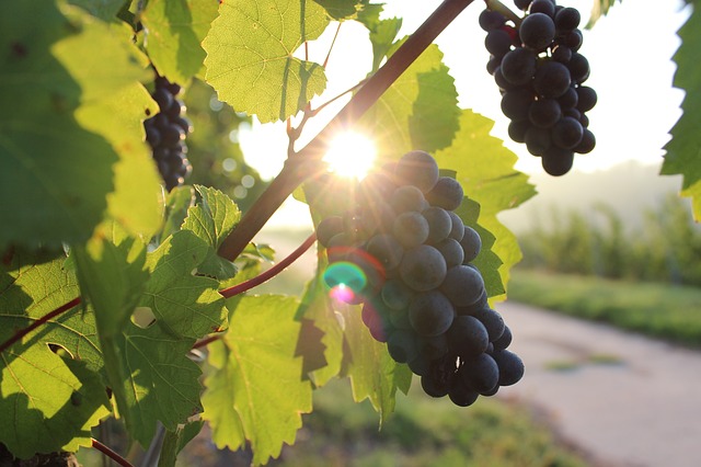 Виноделы Одесской области просят помощи у государства «фото»