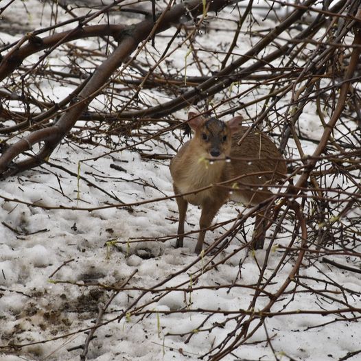 В Одесском зоопарке родился олененок редкого вида (фото) «фото»