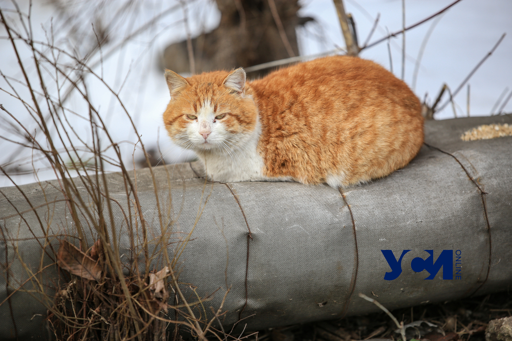 Почти 8 миллионов гривен потратят в Одессе на бездомных животных «фото»