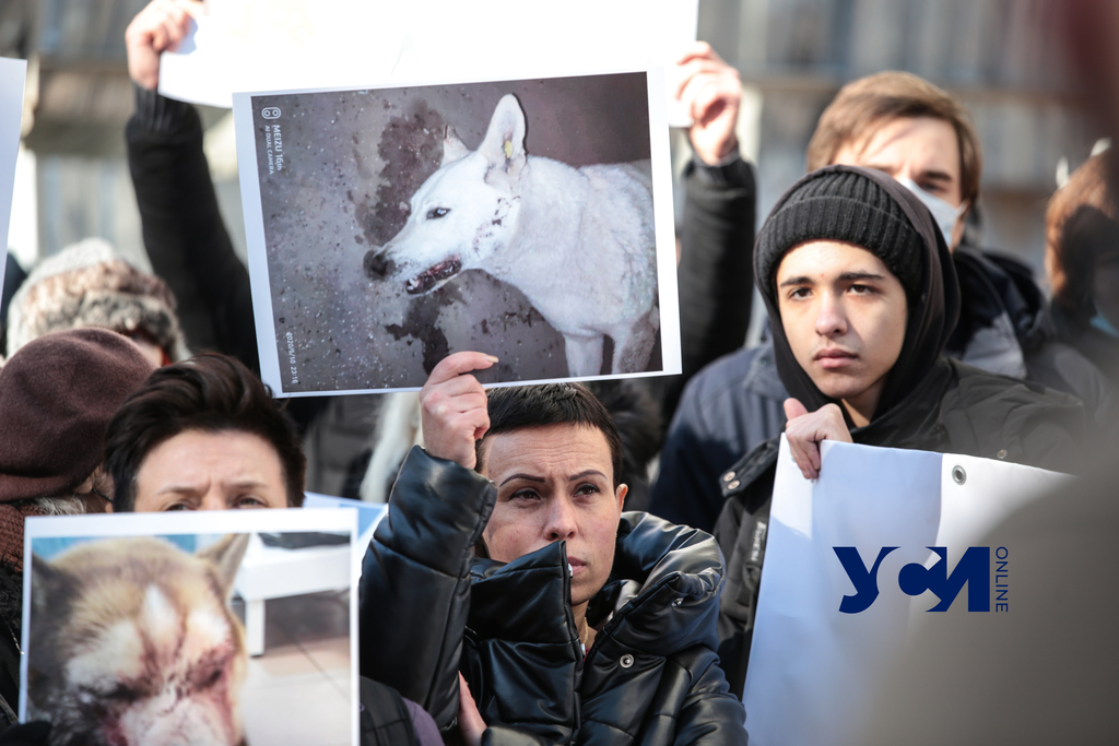 “Полиция, защити животных”: в Одессе митингуют зоозащитники (фото, аудио) «фото»