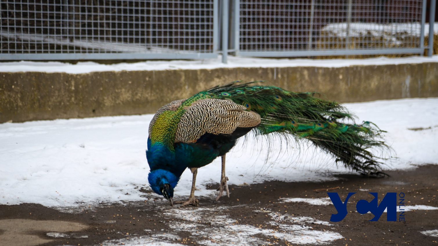 Как птицы зимуют в Одесском зоопарке (фото) «фото»
