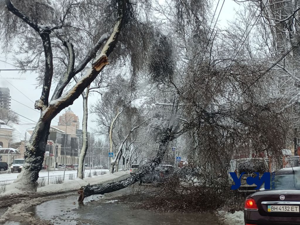 На обрезку деревьев в Одессе нужно 8,5 миллиона «фото»