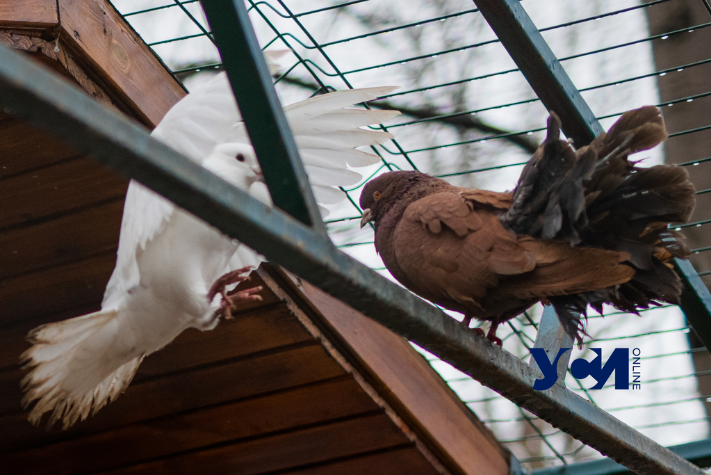 Птичник в парке Победы: как пернатые переживают зиму (фото) «фото»