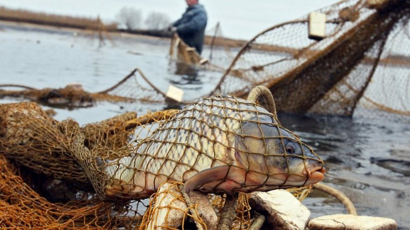Наловили рыбы на 28 тысяч: на Дунае задержали браконьеров «фото»