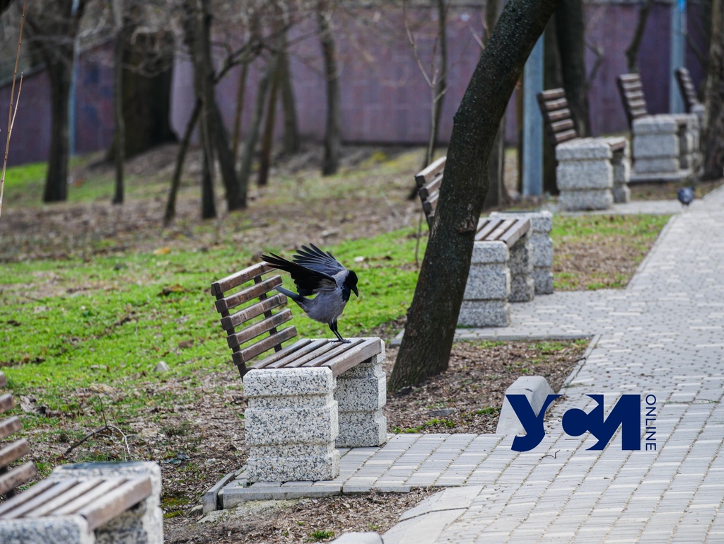 Прогулка в солнечный день: Одесса расцветает в преддверии апреля (фото) usionline.com Прогулка в солнечный день: Одесса расцветает в преддверии апреля (фото) «фото»