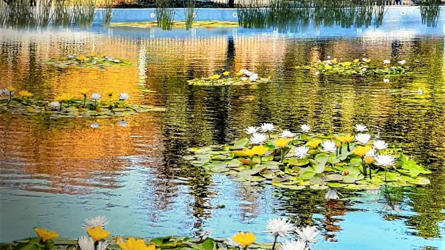 Кувшинки и кубышки: пруды в парке Победы украсят живые цветы (фото) «фото»