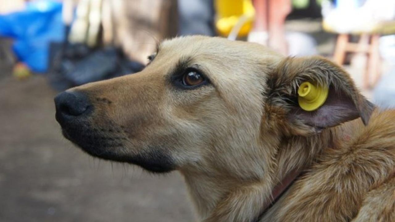 За год в Одессе чипировали более 600 собак «фото»