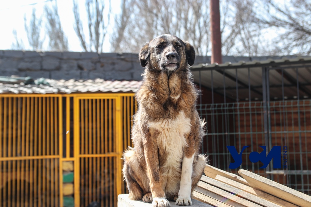 Приют «Ковчег»: как живут 500 собак под одной крышей (фото, видео) «фото»