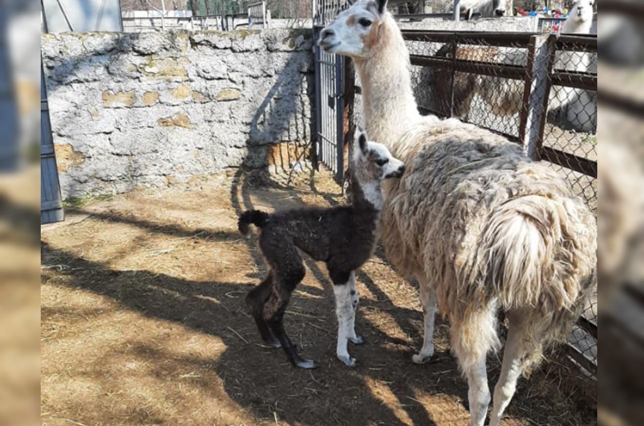 В Одесском зоопарке родился детеныш ламы (фото) «фото»