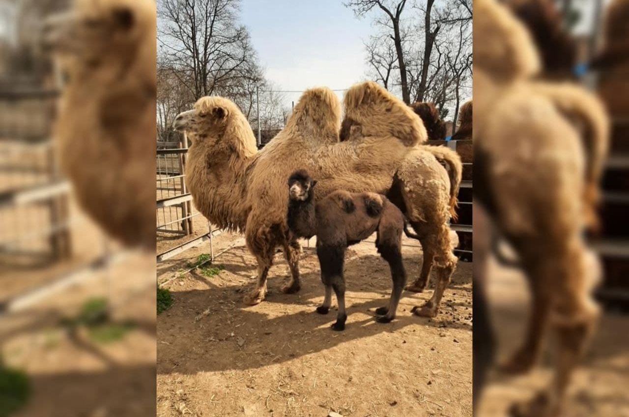 В Одесском зоопарке родился верблюжонок (фото) «фото»